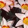 Tulipa kaufmanniana 'Ancilla', habit