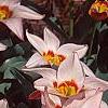 Tulipa kaufmanniana 'Ancilla', habit