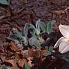 Tulipa kaufmanniana 'Ancilla', habit