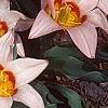 Tulipa kaufmanniana 'Ancilla', habit