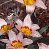Tulipa kaufmanniana 'Ancilla', habit