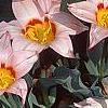 Tulipa kaufmanniana 'Ancilla', habit