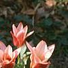 Tulipa kaufmanniana 'Ancilla', habit