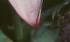 Tulipa kaufmanniana 'Ancilla', flowers