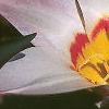 Tulipa kaufmanniana 'Ancilla', flowers