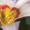 Tulipa kaufmanniana 'Ancilla', flowers