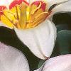 Tulipa kaufmanniana 'Ancilla', flowers