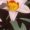 Tulipa kaufmanniana 'Ancilla', flowers