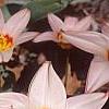 Tulipa kaufmanniana 'Ancilla', flowers
