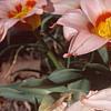 Tulipa kaufmanniana 'Ancilla', flowers