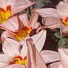 Tulipa kaufmanniana 'Ancilla', flowers