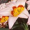 Tulipa kaufmanniana 'Ancilla', flowers