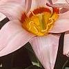Tulipa kaufmanniana 'Ancilla', flowers
