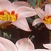 Tulipa kaufmanniana 'Ancilla', flowers