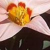 Tulipa kaufmanniana 'Ancilla', flowers