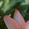 Tulipa kaufmanniana 'Ancilla', flowers