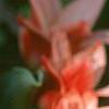 Tulipa kaufmanniana 'Ancilla', flowers