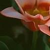 Tulipa kaufmanniana 'Ancilla', flowers