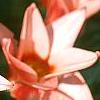 Tulipa kaufmanniana 'Ancilla', flowers