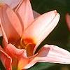 Tulipa kaufmanniana 'Ancilla', flowers