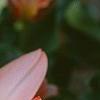 Tulipa kaufmanniana 'Ancilla', flowers