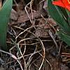 Tulipa kaufmanniana 'Scarlet Baby', habit
