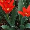 Tulipa kaufmanniana 'Scarlet Baby', habit
