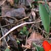 Tulipa kaufmanniana 'Scarlet Baby', habit