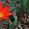 Tulipa kaufmanniana 'Scarlet Baby', habit