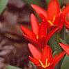 Tulipa kaufmanniana 'Scarlet Baby', habit