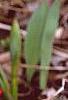 Tulipa kaufmanniana 'Scarlet Baby', habit