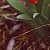 Tulipa kaufmanniana 'Scarlet Baby', habit