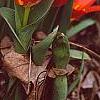 Tulipa kaufmanniana 'Scarlet Baby', habit