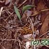 Tulipa kaufmanniana 'Scarlet Baby', habit