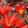 Tulipa kaufmanniana 'Scarlet Baby', habit