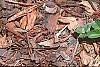 Tulipa kaufmanniana 'Scarlet Baby', habit