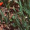 Tulipa kaufmanniana 'Scarlet Baby', habit