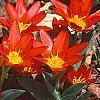 Tulipa kaufmanniana 'Scarlet Baby', habit