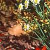 Tulipa kaufmanniana 'Scarlet Baby', habit