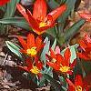 Tulipa kaufmanniana 'Scarlet Baby', habit