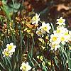 Tulipa kaufmanniana 'Scarlet Baby', habit
