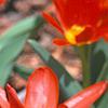 Tulipa kaufmanniana 'Scarlet Baby', flowers