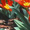 Tulipa kaufmanniana 'Scarlet Baby', flowers