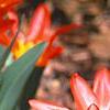 Tulipa kaufmanniana 'Scarlet Baby', flowers