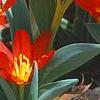 Tulipa kaufmanniana 'Scarlet Baby', flowers