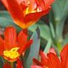 Tulipa kaufmanniana 'Scarlet Baby', flowers
