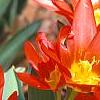 Tulipa kaufmanniana 'Scarlet Baby', flowers
