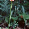Tulipa 'Mariette', habit