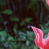 Tulipa 'Mariette', habit