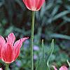 Tulipa 'Mariette', habit